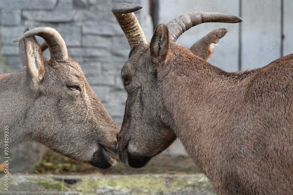 Females of the Dagestan tour (Latin Capra caucasica cylindricornis) in the zoo Females of the Dagestan tour (Latin Capra caucasica cylindricornis) in the zoo