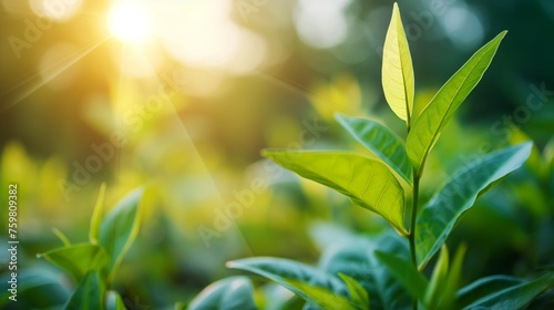 green leaves with a sunlight background. saving the world, ECO, and clean energy concept.