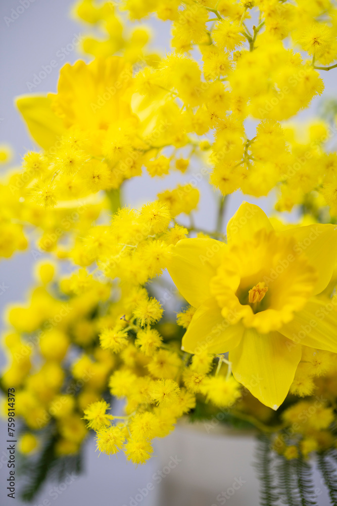 Gelbe Mimosen mit Narzisse - Nahaufnahme, Close up. Gelbe Mimosen mit Narzisse - Nahaufnahme, Close up.