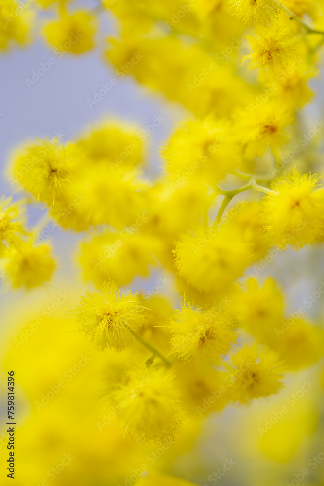 Gelbe Mimosen - Nahaufnahme, Close up. Gelbe Mimosen - Nahaufnahme, Close up.