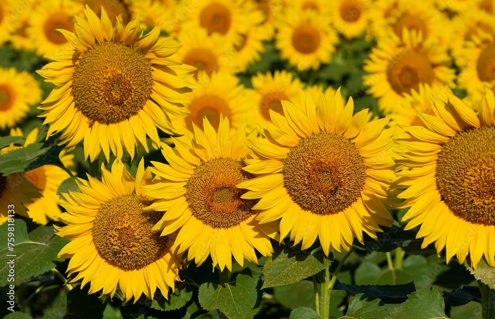 yellow flowers, agricultural products. photos of sunflowers.