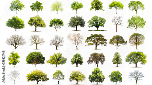 A collection of trees in various stages of growth, from young saplings to old photo