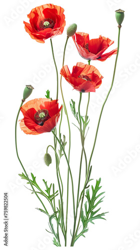 Bouquet of the common poppy  field poppy  papaver rhoeas  isolated. Red flowers  frail green stem.  