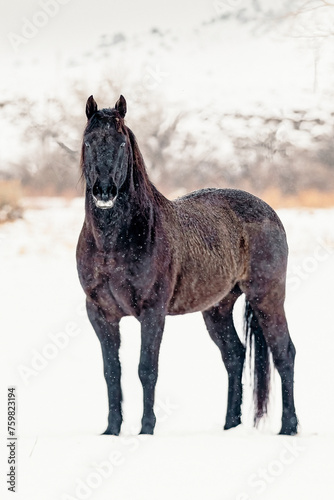 Wild Wyoming Mustang standing in a tree line in winter