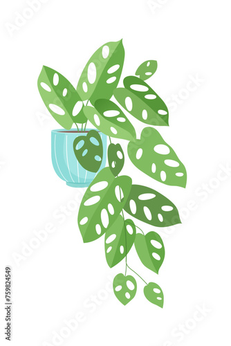 Potted plant vector illustration. Curly houseplant in flower pot. Indoor interior house and office flowerpot. Green flower for home decoration. Landscaping