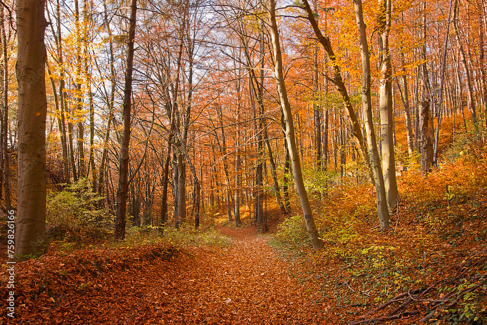 A road in an autumn forest studded with yellow leaves