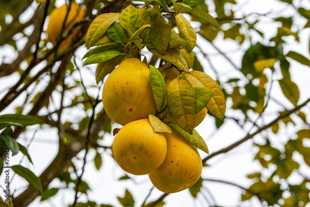 The grapefruit tree is full of ripe fruits grapefruit