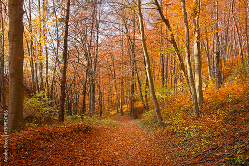 A road in an autumn forest studded with yellow leaves © tillottama