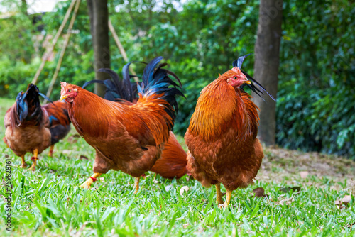 Fotografie Close-up of big rooster free range in rural area