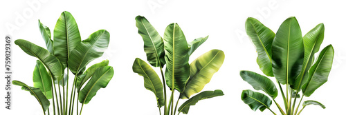 3D Rendering Pack of a Banana Tree Leaves on Transparent Background - Ai Generated