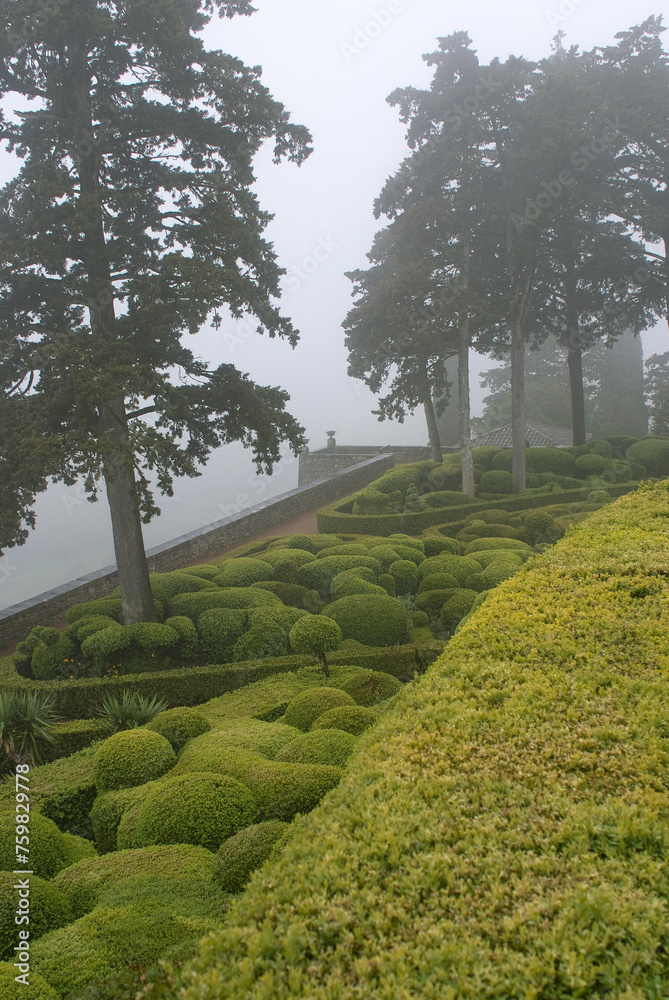 lever du jour, brouillard, Buxus sempevirens, Buis,  Les jardins suspendus, chateau de Marqueyssac, 24, Dordogne, France