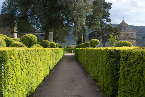 Buxus sempevirens, Buis, Les jardins suspendus, chateau de Marqueyssac, 24, Dordogne, France