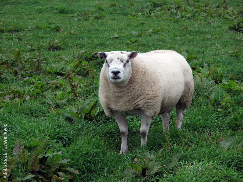Sheep in a grass field - Montrose - Scotland - UK Sheep in a grass field - Montrose - Scotland - UK
