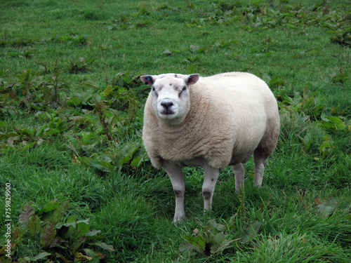 Sheep in a grass field - Montrose - Scotland - UK