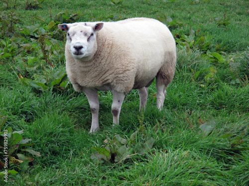 Sheep in a grass field - Montrose - Scotland - UK