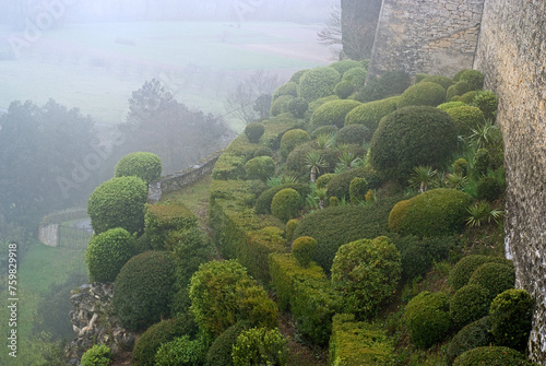 lever du jour, brouillard, Buxus sempevirens, Buis,  Les jardins suspendus, chateau de Marqueyssac, 24, Dordogne, France photo