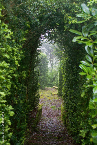 Fototapeta Naklejka Na Ścianę i Meble -  Buxus sempevirens, Buis,  Les jardins suspendus, chateau de Marqueyssac, 24, Dordogne, France