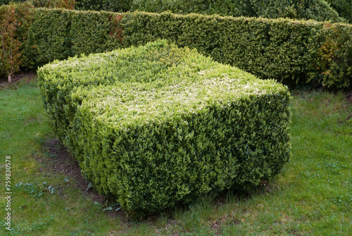 Buxus sempevirens, Buis,  Les jardins suspendus, chateau de Marqueyssac, 24, Dordogne, France photo