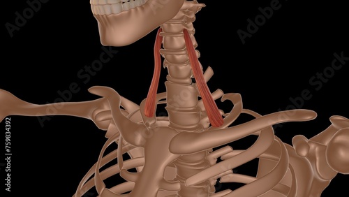 human female muscle anatomy for medical concept 3d rendering photo