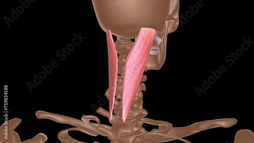 human female muscle anatomy for medical concept 3d rendering photo