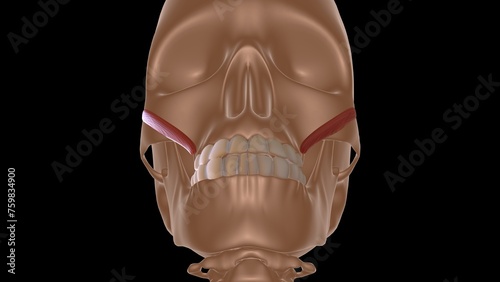 human female muscle anatomy for medical concept 3d rendering photo