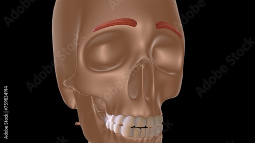 Tableau sur toile human female muscle anatomy for medical concept 3d rendering