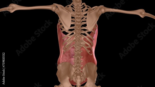 human female muscle anatomy for medical concept 3d rendering photo