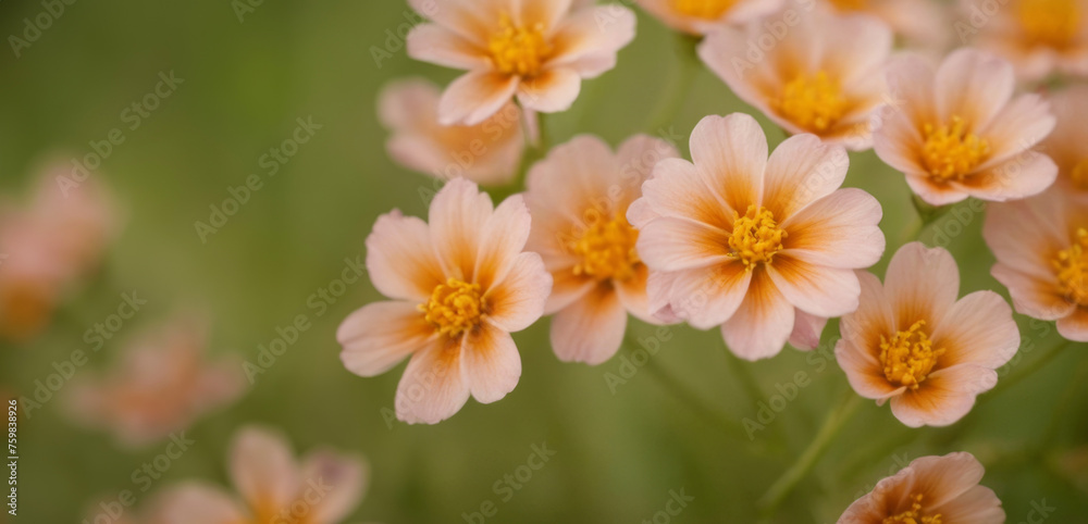 Small flowers on a green background. Close-up. Spring flowers on a natural background. For banner, flyer, poster, card, with copy space.