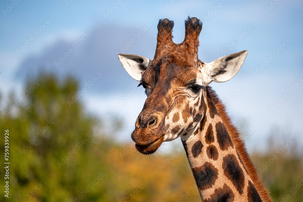 Front on view of a Rothschild giraffe, Giraffa camelopardalis camelopardalis, against green foliage and blue sky background. Space for text.