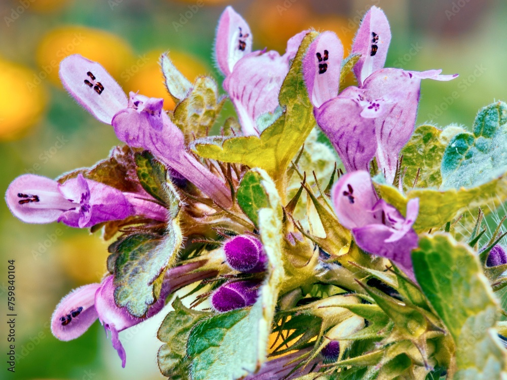 Close up of a dead nettle (Lamium purpureum)