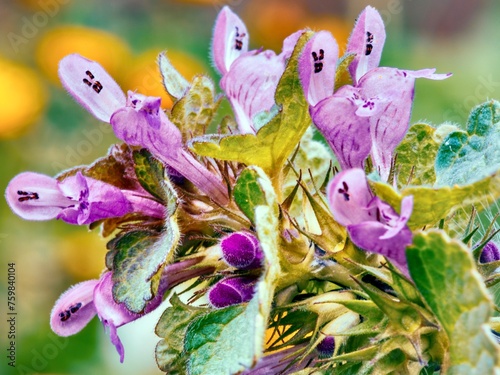Obraz na płótnie Close up of a dead nettle (Lamium purpureum) w salonie