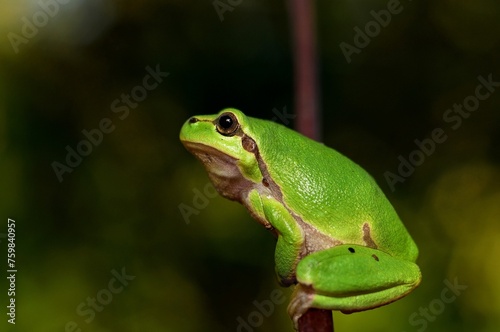 A frog perches on a tree branch, its vibrant green skin blending seamlessly with the foliage as it observes its surroundings with watchful eyes, embodying the tranquility of nature. © tang