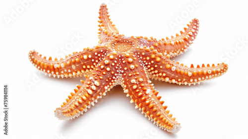 Caribbean starfish isolated on white background, Generative AI.