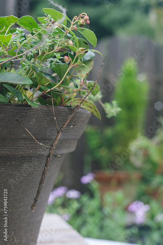 庭の植木鉢にナナフシ