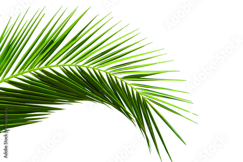 Natural palm branch isolated on transparent background. Tropical green palm leaf cut out for summer design elements. PNG file