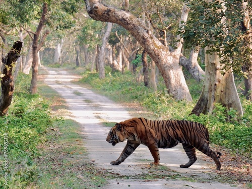 Canvas Print tiger in the wild