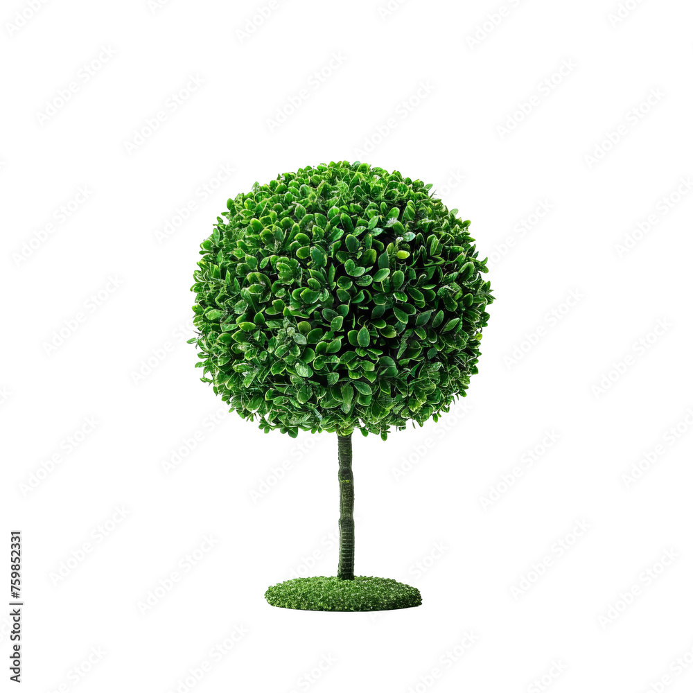 Small Green Tree With White Background. Transparent PNG Background