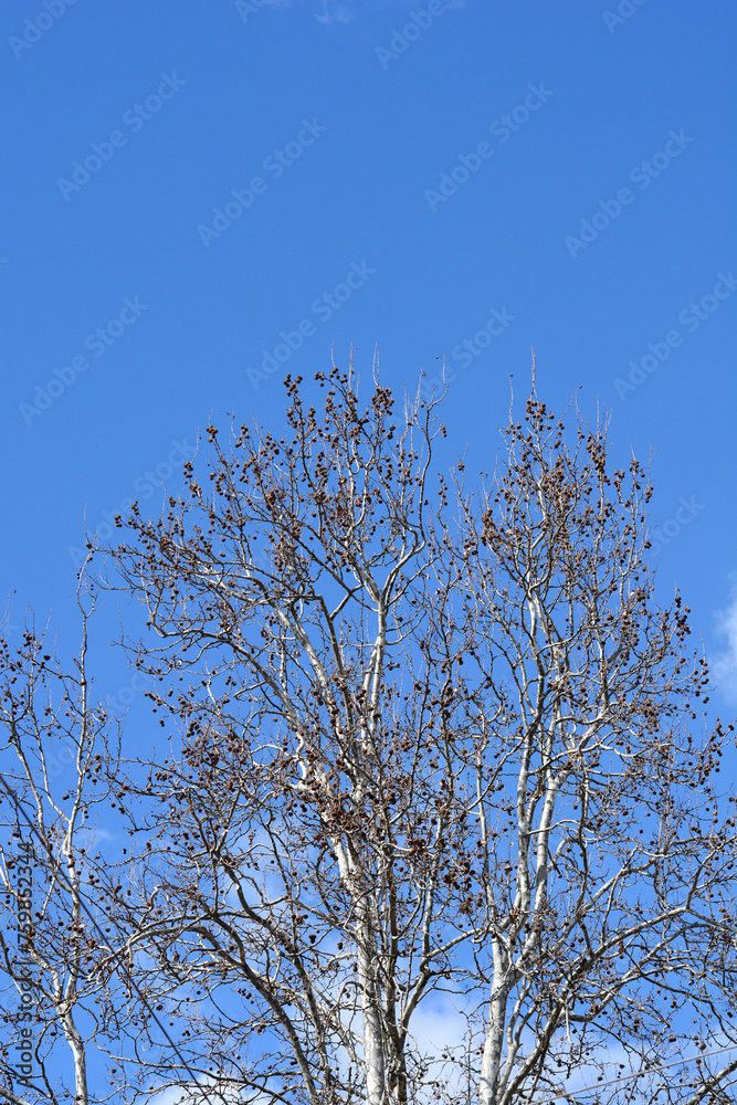 London plane branches with seeds and buds London plane branches with seeds and buds