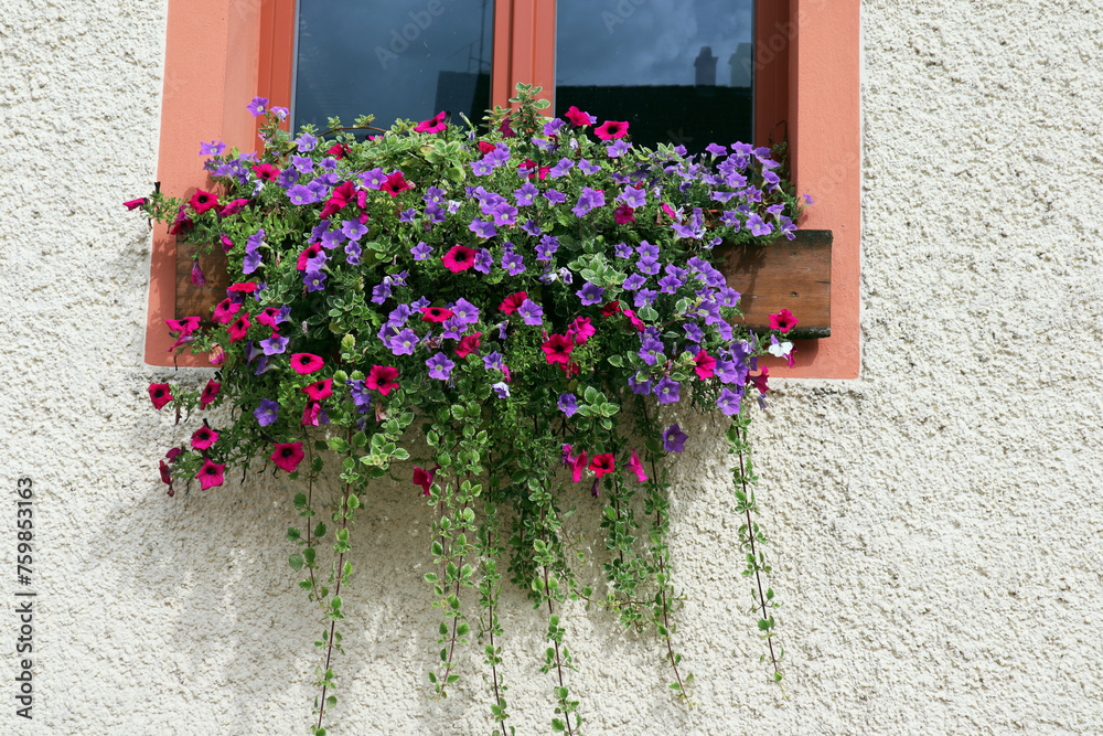 Balkonblumen, Blumenschmuck, Blüten, Blumen Balkonblumen, Blumenschmuck, Blüten, Blumen