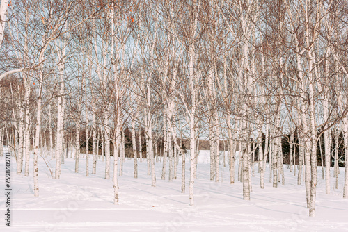 白樺の森 photo