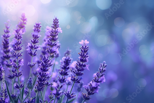 close-up, lavender branches, purple texture, floral background, with bokeh © yanapopovaiv