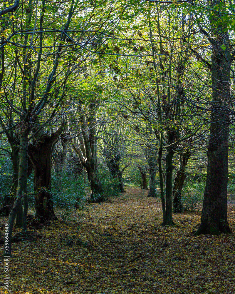 Fototapeta premium path in autumn forest