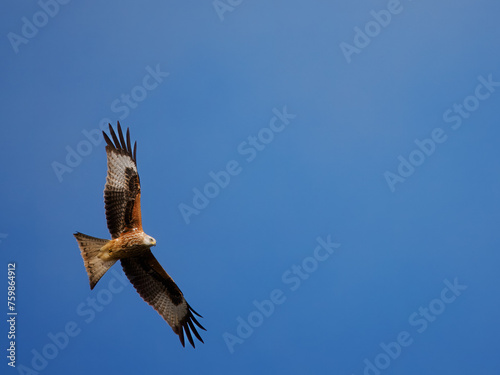 Red Kite Flying © Liam