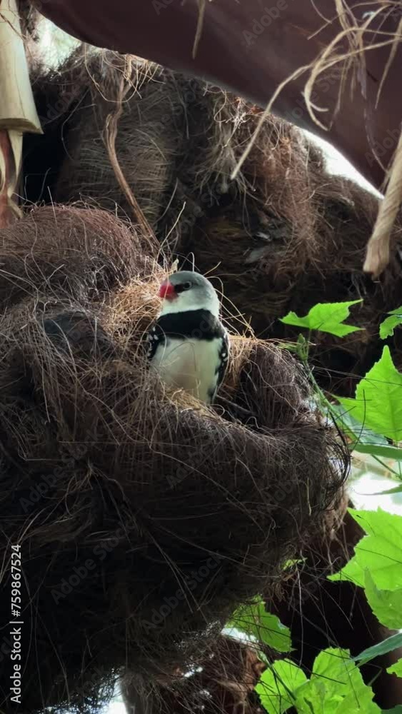 Nesting Diamond Bird