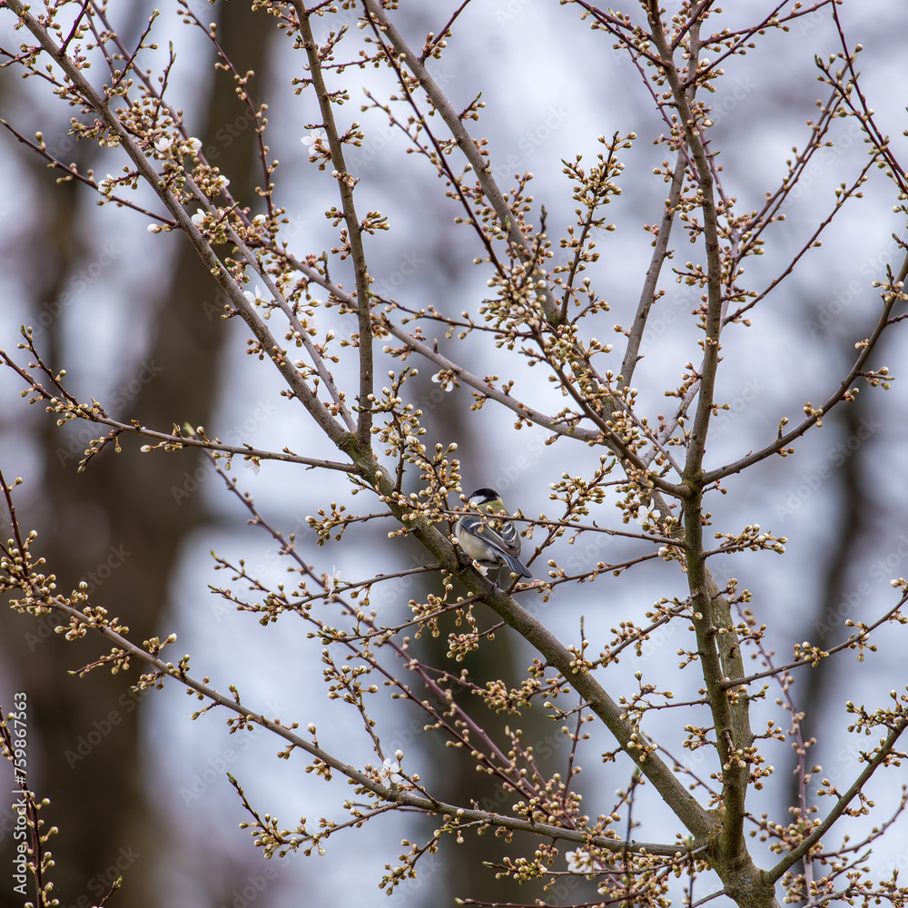 A great tit sits on a tree branch eating seeds early in the morning. A great tit sits on a tree branch eating seeds early in the morning.