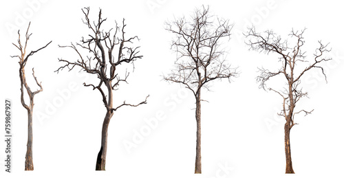 death tree PNG transparent background 