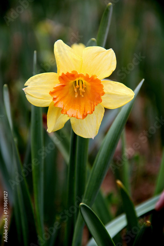 Close-up photo of the beautiful big yellow daffodil in full bloom against a blurred background in Emirgan Park in Istanbul  Turkey