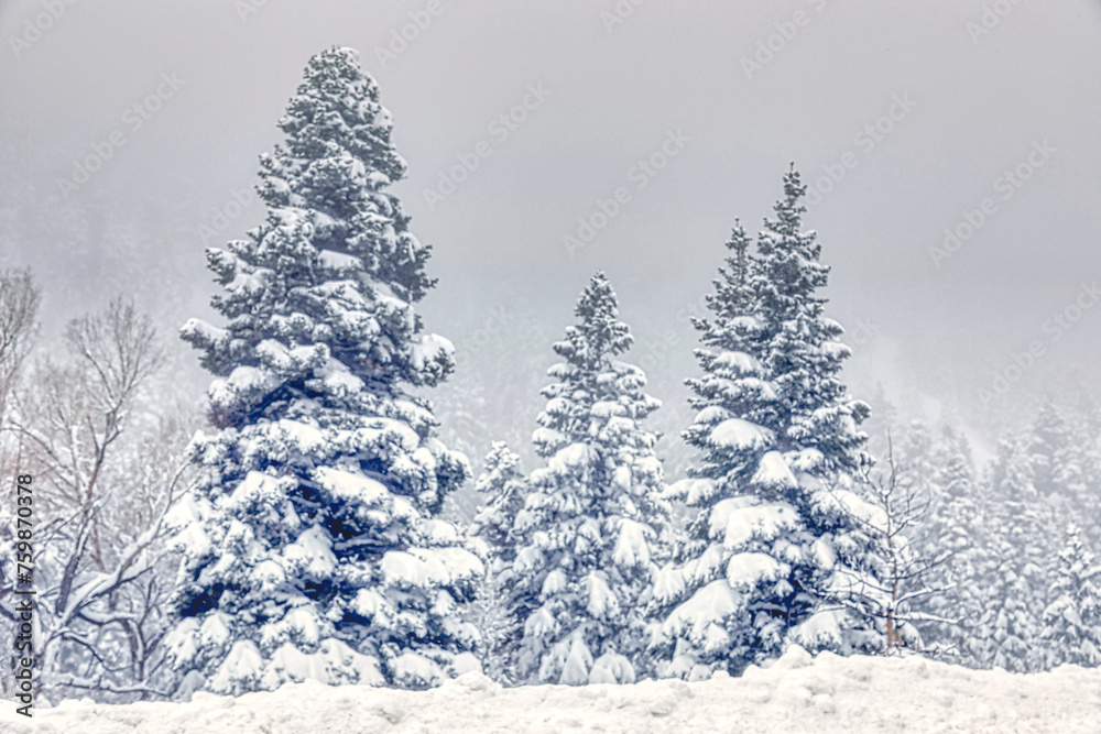 Snowy landscape in Colorado Springs