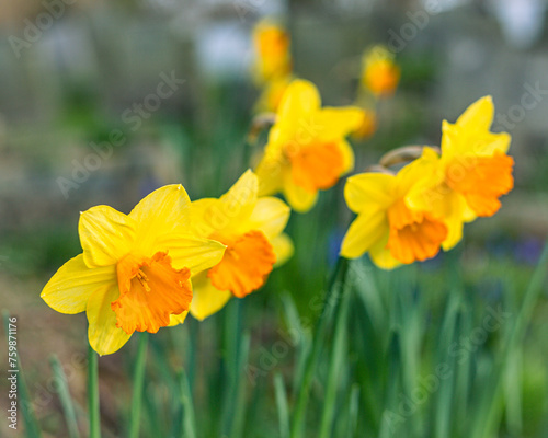 yellow daffodils in spring