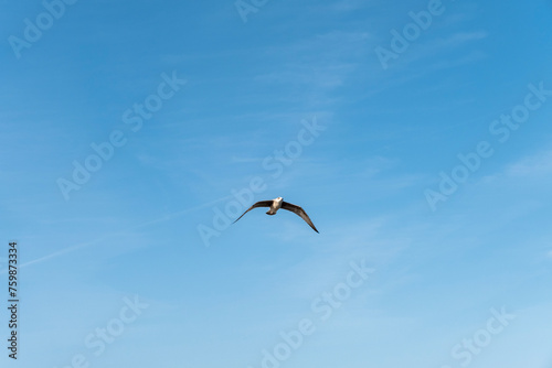 Seagull on blue background. European herring gull  Larus argentatus. Seagull flying in front of blue clouds.